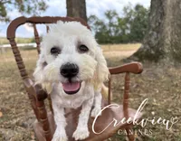 Louisa * Spay Included*, a female Havachon for sale in Niangua, MO – 4 of 10