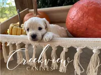 Laura, a male Havanese for sale in Niangua, MO – 2 of 5