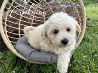 Amy, a female Havachon for sale in Niangua, MO – 2 of 10