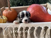 Albert, a male Havanese for sale in Niangua, MO – 4 of 5