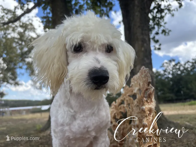 Ollie – Havachon puppy for sale in Niangua, MO