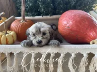Max, a male Havanese for sale in Niangua, MO – 4 of 6