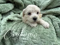 Louisa, a female Havachon for sale in Niangua, MO – 3 of 4