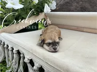 Karla, a female Havanese for sale in Niangua, MO – 8 of 8