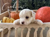 Willy, a male Havanese for sale in Niangua, MO – 1 of 6