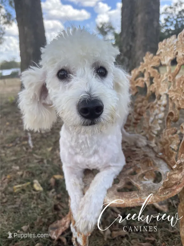 Milo – Havachon puppy for sale in Niangua, MO