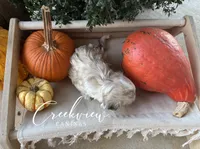 Daisy, a female Havanese for sale in Niangua, MO – 6 of 8