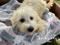 Louisa, a female Havachon for sale in Niangua, MO – 2 of 10