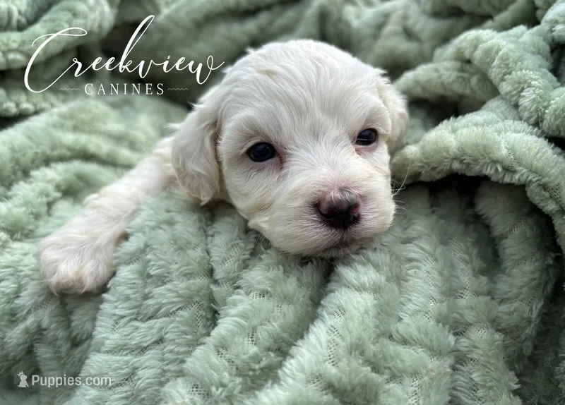 Beth – Havachon puppy for sale in Niangua, MO