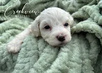 Beth, a female Havachon for sale in Niangua, MO – 1 of 6