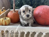 Max, a male Havanese for sale in Niangua, MO – 5 of 6