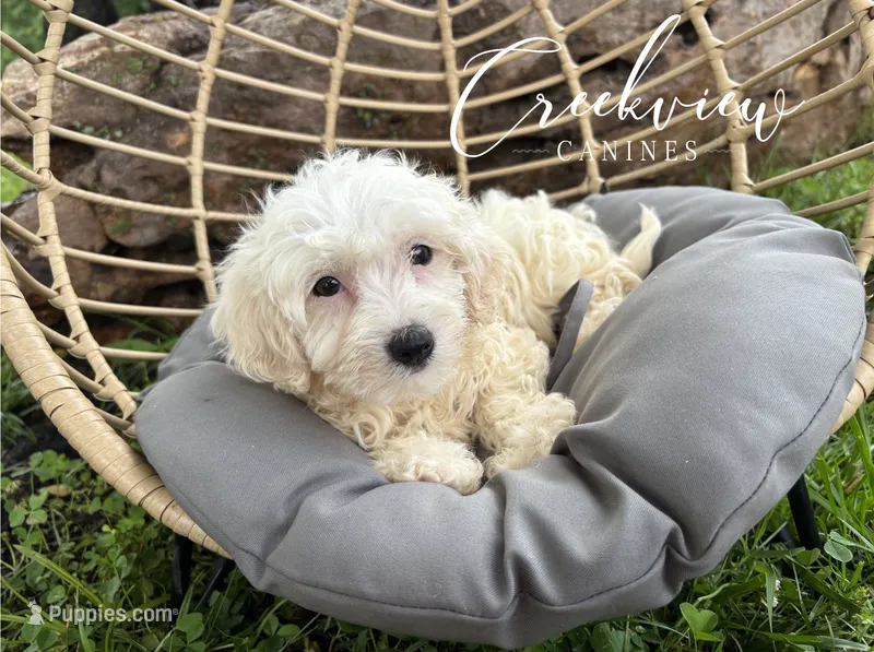 Beth – Havachon puppy for sale in Niangua, MO
