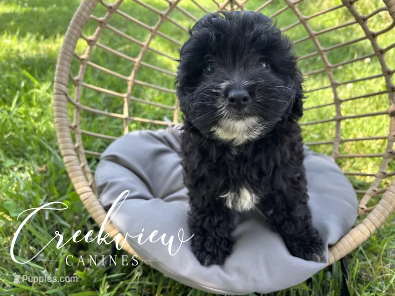 Moon Pie, a female Havapoo for sale in Niangua, MO – 1 of 8