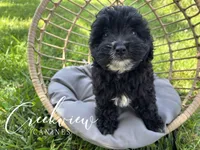 Moon Pie, a female Havapoo for sale in Niangua, MO – 1 of 8