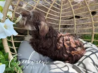 Bella, a female Miniature Schnauzer for sale in Niangua, MO – Photo 6 of 10