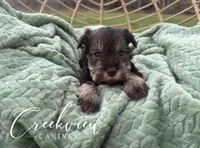 Bella, a female Miniature Schnauzer for sale in Niangua, MO – Photo 3 of 8