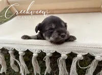 Bella, a female Miniature Schnauzer for sale in Niangua, MO – Photo 3 of 4