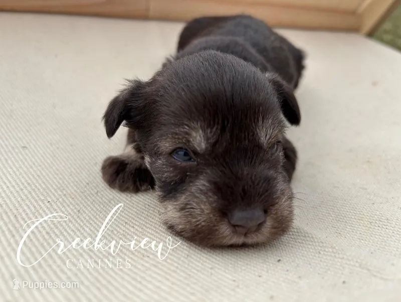 Bella – Miniature Schnauzer puppy for sale in Niangua, MO