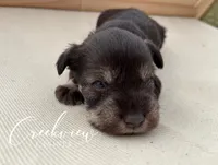 Bella, a female Miniature Schnauzer for sale in Niangua, MO – Photo 1 of 4