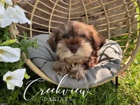 Bella, a female Miniature Schnauzer for sale in Niangua, MO – Photo 1 of 10