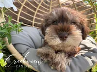Bella, a female Miniature Schnauzer for sale in Niangua, MO – Photo 3 of 10