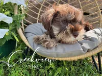 Bella, a female Miniature Schnauzer for sale in Niangua, MO – Photo 4 of 10
