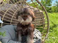 Bella, a female Miniature Schnauzer for sale in Niangua, MO – Photo 5 of 10