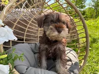 Bella, a female Miniature Schnauzer for sale in Niangua, MO – Photo 2 of 10
