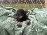 Bella, a female Miniature Schnauzer for sale in Niangua, MO – Photo 2 of 8