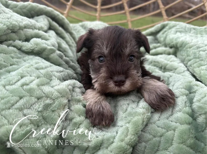 Bella – Miniature Schnauzer puppy for sale in Niangua, MO
