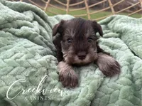 Bella, a female Miniature Schnauzer for sale in Niangua, MO – Photo 1 of 8