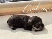 Bella, a female Miniature Schnauzer for sale in Niangua, MO – Photo 4 of 4