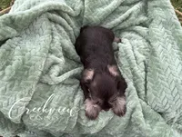 Bella, a female Miniature Schnauzer for sale in Niangua, MO – Photo 4 of 8