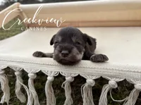 Bella, a female Miniature Schnauzer for sale in Niangua, MO – Photo 2 of 4