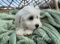 Milo, a male Havachon for sale in Niangua, MO – Photo 3 of 8