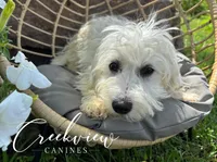 Milo, a male Havachon for sale in Niangua, MO – 2 of 9