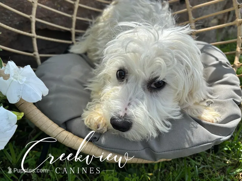 Milo – Havachon puppy for sale in Niangua, MO