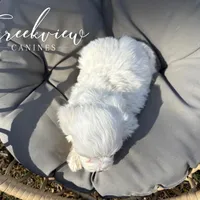 Milo, a male Havachon for sale in Niangua, MO – Photo 8 of 8