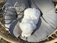 Milo, a male Havachon for sale in Niangua, MO – Photo 4 of 4