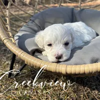 Milo, a male Havachon for sale in Niangua, MO – Photo 5 of 8