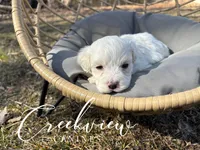 Milo, a male Havachon for sale in Niangua, MO – Photo 1 of 4