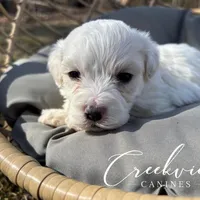 Milo, a male Havachon for sale in Niangua, MO – Photo 7 of 8