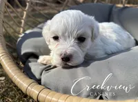 Milo, a male Havachon for sale in Niangua, MO – Photo 3 of 4