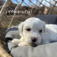 Milo, a male Havachon for sale in Niangua, MO – Photo 6 of 8