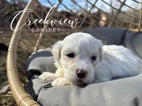 Milo, a male Havachon for sale in Niangua, MO – Photo 2 of 4