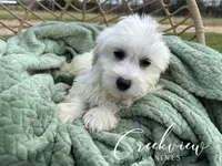 Milo, a male Havachon for sale in Niangua, MO – Photo 2 of 8