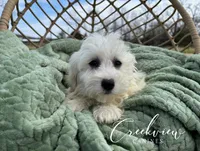 Milo, a male Havachon for sale in Niangua, MO – Photo 1 of 8