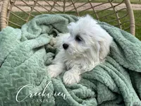 Milo, a male Havachon for sale in Niangua, MO – Photo 4 of 8