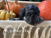 Almonzo, a male Havanese for sale in Niangua, MO – 2 of 5