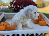 processed/bfa0209b-dbda-4650-9303-3a4f42502fe7/listing/73335c03-c10b-499f-b5d5-700a42657159/15c2b4bc-d05c-4e22-9da2-b0f0a5eaa4b4